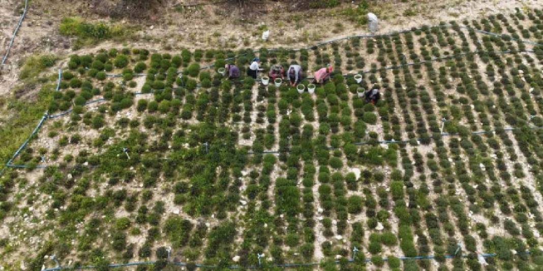 8 dönümden 10 ton rekolte bekleniyor: Kilosu 400 TL’yi bulan üründe hasat bereketle başladı 3